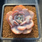 Echeveria 'Cream Tea' 3"-4" Succulent Plant Cutting