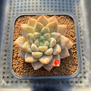 Echeveria 'Tolimanensis' Hybrid 2" Succulent Plant Cutting