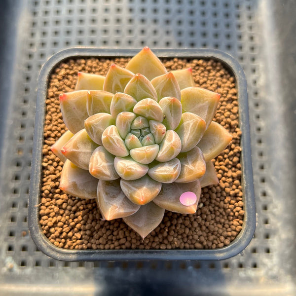 Echeveria 'Tolimanensis' Hybrid 2" Succulent Plant Cutting