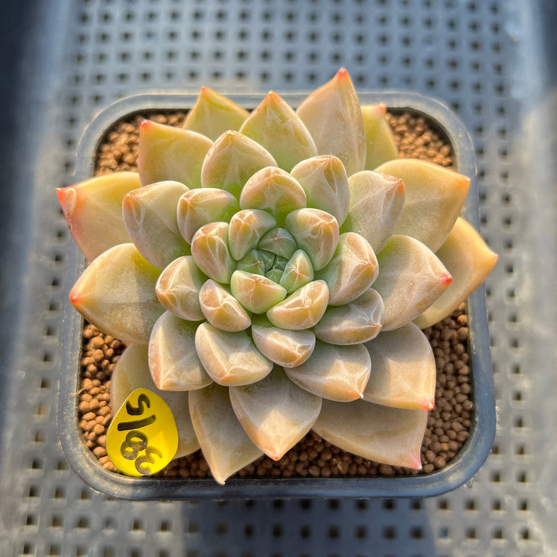 Echeveria 'Tolimanensis' Hybrid 2" Succulent Plant Cutting