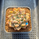 Echeveria 'Tolimanensis' Hybrid 2" Succulent Plant Cutting