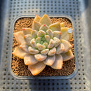 Echeveria 'Tolimanensis' Hybrid 2" Succulent Plant Cutting