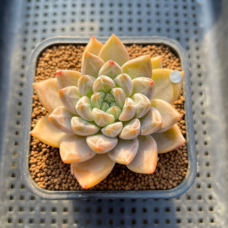 Echeveria 'Tolimanensis' Hybrid 2" Succulent Plant Cutting