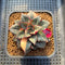 Echeveria 'Monocerotis' Variegated 2" Succulent Plant Cutting