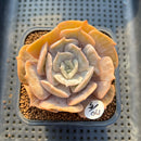 Echeveria 'Pollux' Variegated/Mutated 2"-3" Succulent Plant Cutting