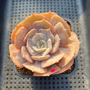 Echeveria 'Pollux' Variegated/Mutated 2"-3" Succulent Plant Cutting