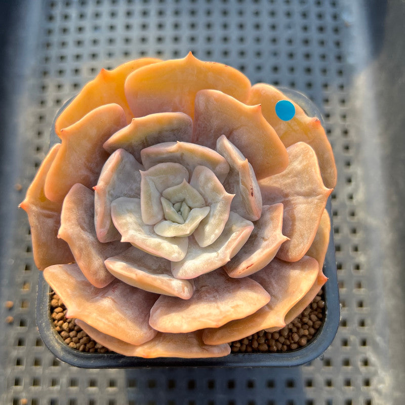 Echeveria 'Pollux' Variegated/Mutated 2"-3" Succulent Plant Cutting