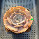 Echeveria 'Pollux' Variegated/Mutated 2"-3" Succulent Plant Cutting