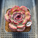 Echeveria 'Purple Sherin' 2"-3" Succulent Plant Cutting