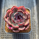 Echeveria 'Purple Sherin' 2"-3" Succulent Plant Cutting