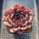 Echeveria 'Purple Sherin' 2"-3" Succulent Plant Cutting