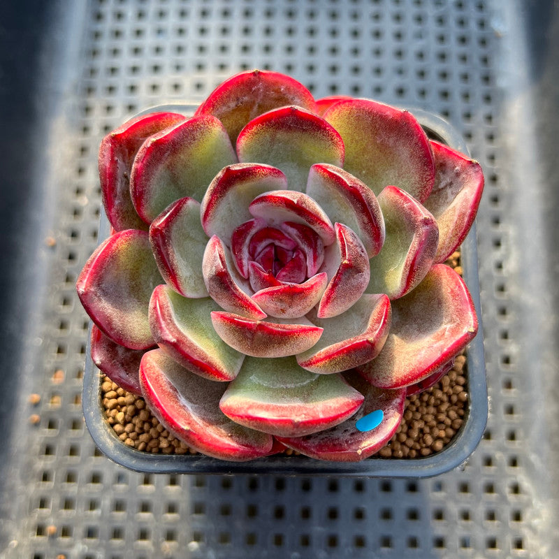 Echeveria 'Purple Sherin' 2"-3" Succulent Plant Cutting