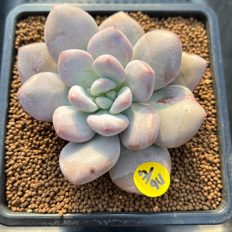 Pachyphytum 'Frevel' 2"-3" Succulent Plant Cutting