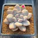 Pachyphytum 'Frevel' 2"-3" Succulent Plant Cutting