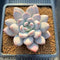 Pachyphytum 'Frevel' 2"-3" Succulent Plant Cutting