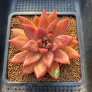 Pachyphytum 'Tivoli' 3"-4" Succulent Plant Cutting