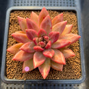 Pachyphytum 'Tivoli' 3"-4" Succulent Plant Cutting