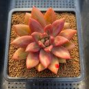 Pachyphytum 'Tivoli' 3"-4" Succulent Plant Cutting