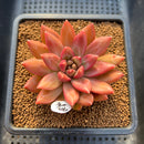 Pachyphytum 'Tivoli' 3"-4" Succulent Plant Cutting