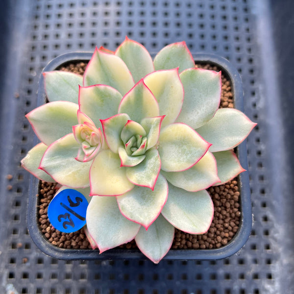 Echeveria 'Esther' Variegated 2"-3" Succulent Plant Cutting