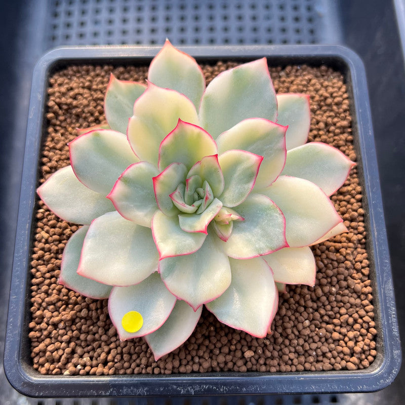 Echeveria 'Esther' Variegated 2"-3" Succulent Plant Cutting