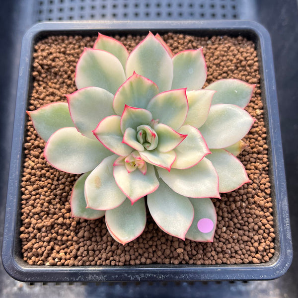 Echeveria 'Esther' Variegated 2"-3" Succulent Plant Cutting