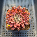 Graptoveria 'Starfire' 2" (Suculentia Original Hybrid) Succulent Plant Cutting