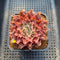 Graptoveria 'Starfire' 2" (Suculentia Original Hybrid) Succulent Plant Cutting