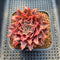 Graptoveria 'Starfire' 2" (Suculentia Original Hybrid) Succulent Plant Cutting