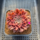 Graptoveria 'Starfire' 2" (Suculentia Original Hybrid) Succulent Plant Cutting