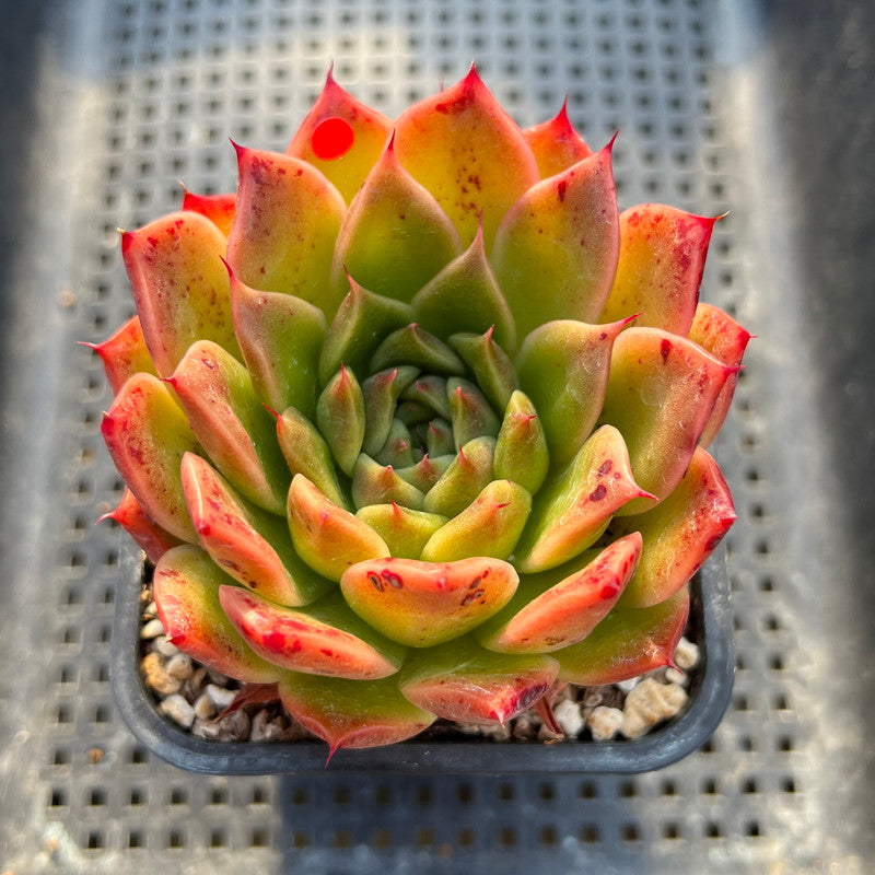 Echeveria 'Elizabeth' 3"-4" Succulent Plant