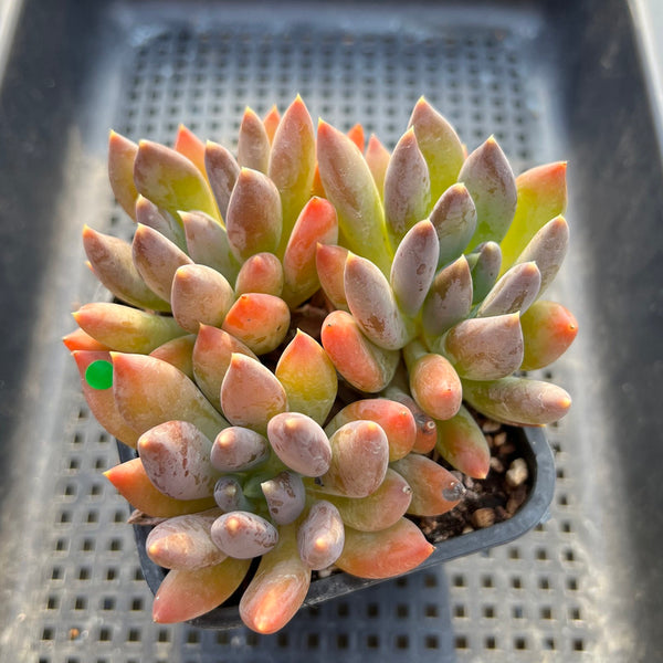 Pachyphytum 'Black Swan' 3" Cluster Succulent Plant