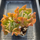 Echeveria 'Black Hawk' 4" Double Headed Cluster Succulent Plant