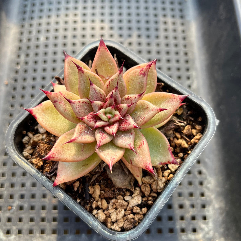 Echeveria 'Sarabony' Unique Clone 2" Succulent Plant