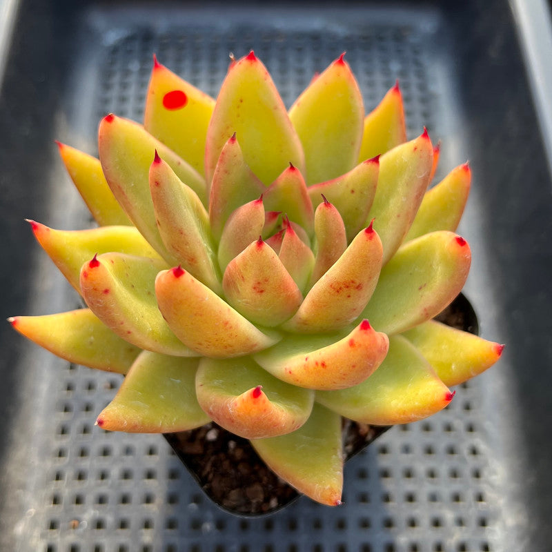 Echeveria Agavoides sp. 3'-4" Succulent Plant