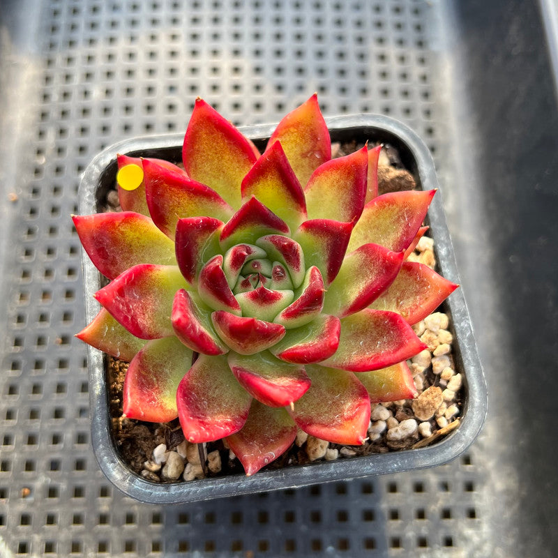 Echeveria 'Sarabony' Superclone 2" Succulent Plant