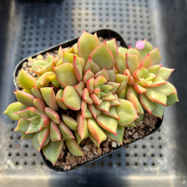 Echeveria 'Tesla' Unique Clone 3" Hwaga Hybrid Succulent Plant