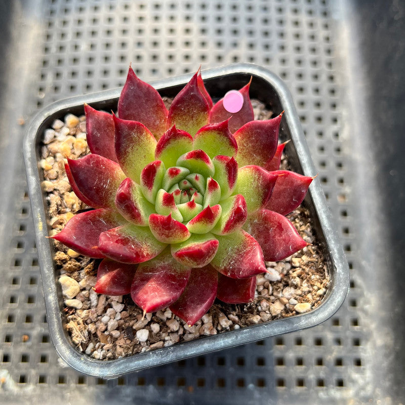 Echeveria 'Sarabony' Superclone 2" Succulent Plant