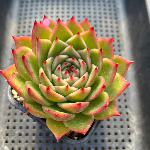 Echeveria Agavoides 'Chalstone' 3"-4" Succulent Plant