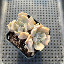 Echeveria 'Thriller Pearl' 2" Succulent Plant