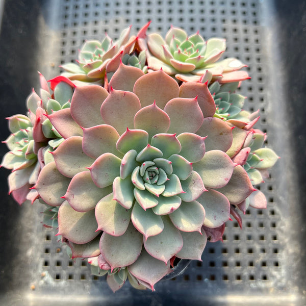 Echeveria 'Laurensis' 4"-5" Cluster Succulent Plant