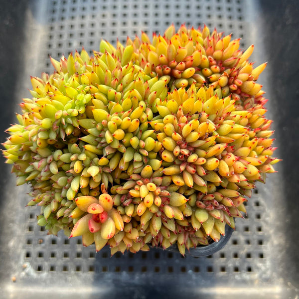 Echeveria Agavoides 'Elkhorn' Crested 5" Succulent Plant