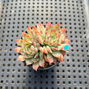 Echeveria sp. 1" Succulent Plant