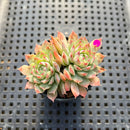 Echeveria sp. 1" Succulent Plant