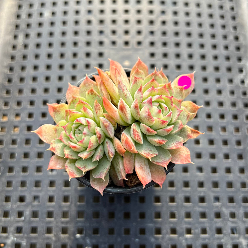 Echeveria sp. 1" Succulent Plant