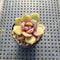 Echeveria 'German Champaign' 1" Succulent Plant