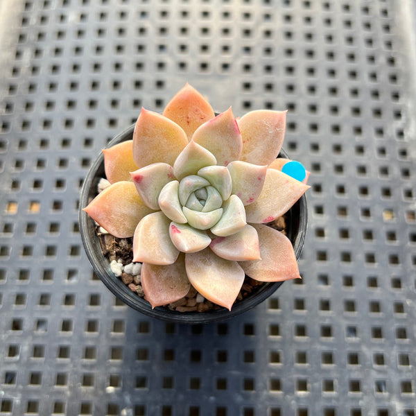 Echeveria 'Pink Spot' 1" Succulent Plant