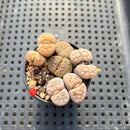 Collection of Lithops 1"-2" Succulent Plant