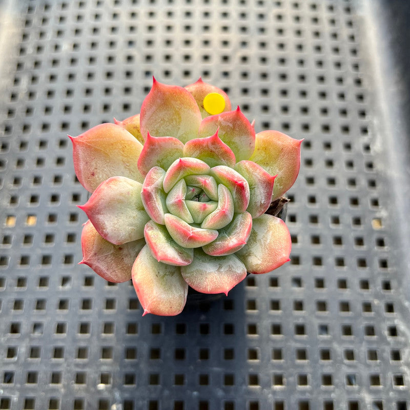 Echeveria sp. 1" Succulent Plant