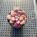 Graptopetalum 'Polari Heart' 1" Succulent Plant